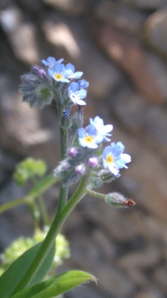 Tendre Myosotis