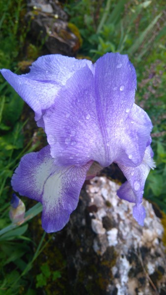 Iris après la pluie