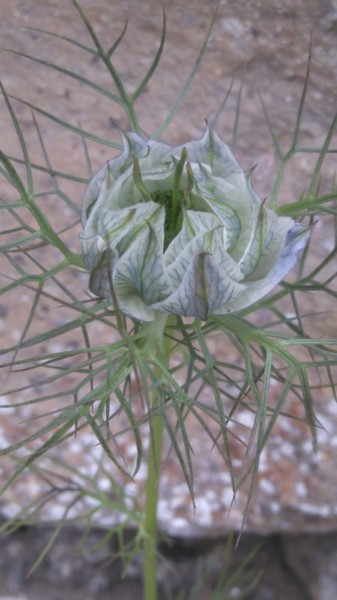 Nigelle de Damas en bouton