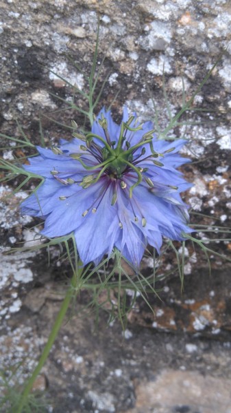 Nigelle de Damas