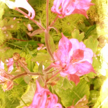 Ancolies roses