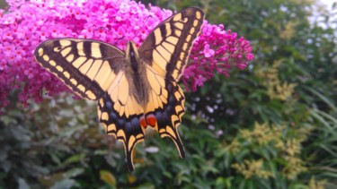 Splendide Machaon