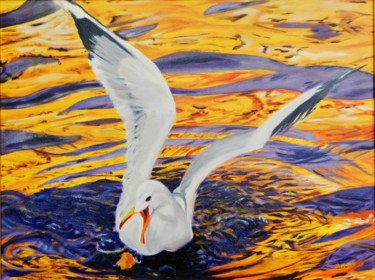 Goëland argenté " Silvery gull"