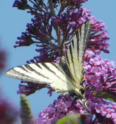 Papillon Grand Porte Queue sur Buddléïa