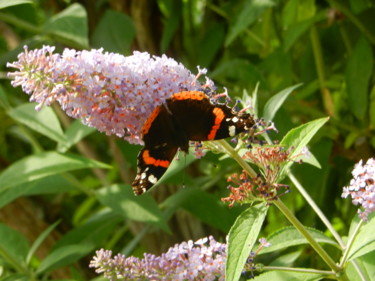 Papillon Vanessa Atalanta ou vulcain posé sur Buddléïa