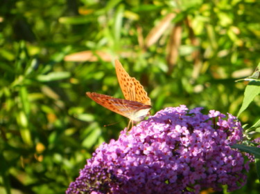 Papillon orange à taches marron
