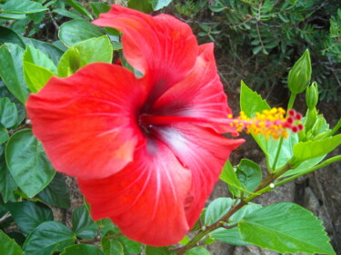 Fleur d'Hibiscus - Octobre à Calvi -