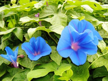 Fleur de Convolvulus bleu - Octobre à Calvi -