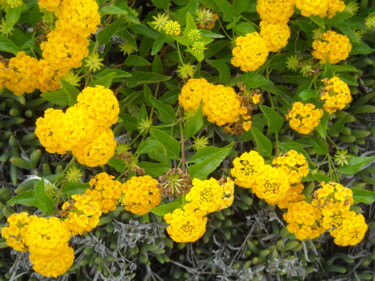 Lantana jaune - Octobre à Calvi -