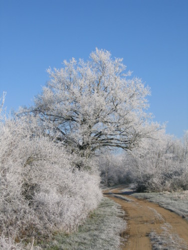 Le chemin givré, collection Auvergne en hiver 1