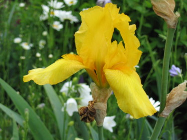 Iris jaune 1