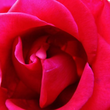 Coeur de Rose 3