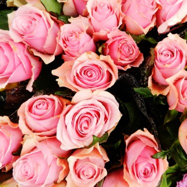 Pink Roses 2