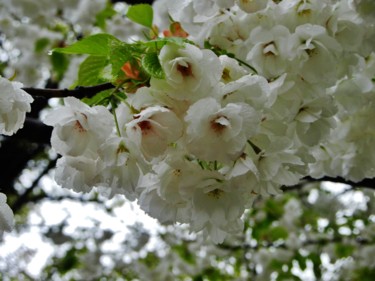 Blanc Prunus