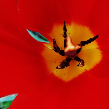 Coeur de Tulipe