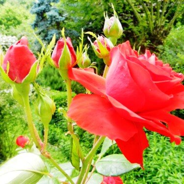 Roses rouges de mon jardin 6