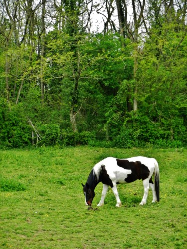 White and brown Horse
