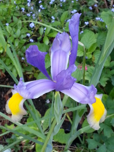 bel iris 1
