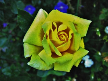 Rose jaune 11