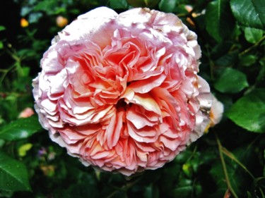Rose anglaise 12