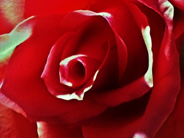 Coeur de rose rouge 15