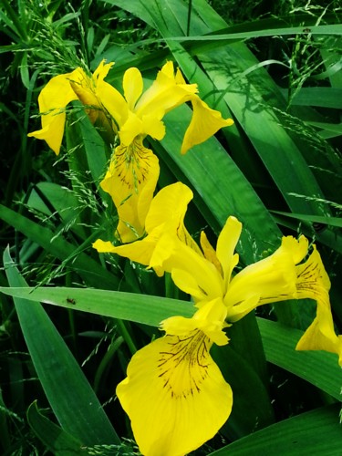 Iris jaunes des marais 2