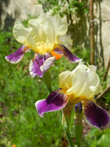 Duo d'Iris bicolores 4