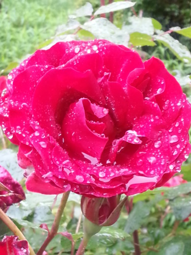 Rose après la pluie 21