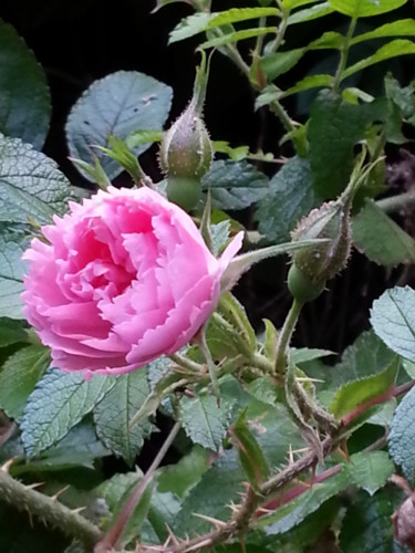 Petite Rose rose 29