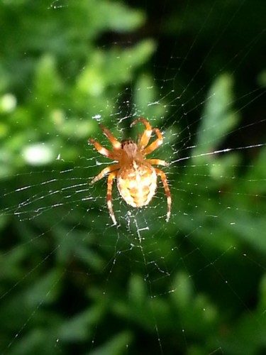 araignee du matin 1