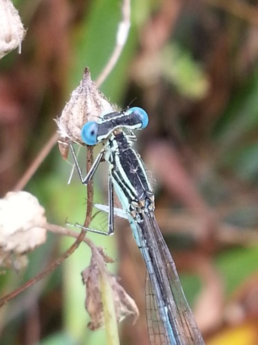 Demoiselle aux grands yeux bleus 1