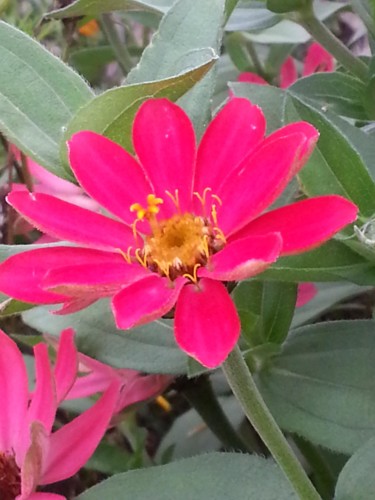 Gazania fuchsia