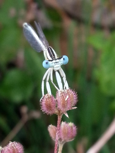 Demoiselle blanche aux grands yeux bleus 6