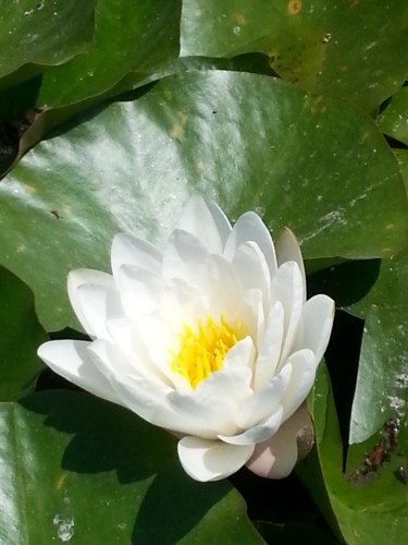 Nymphea du parc Palacio de Cristal, Porto