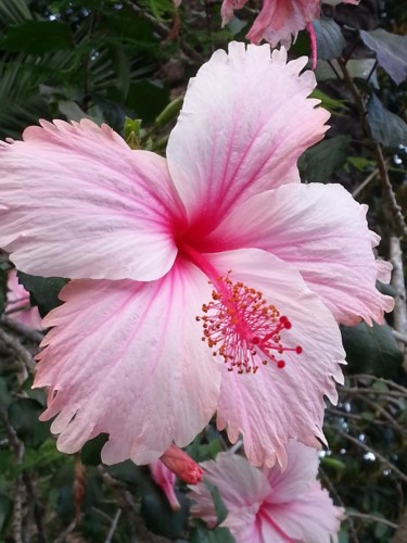 Hibiscus rose, Lisboa