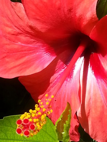 Hibiscus rouge, Lisboa