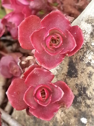 petites roses de Sedum