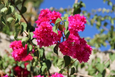 Bougainvillée