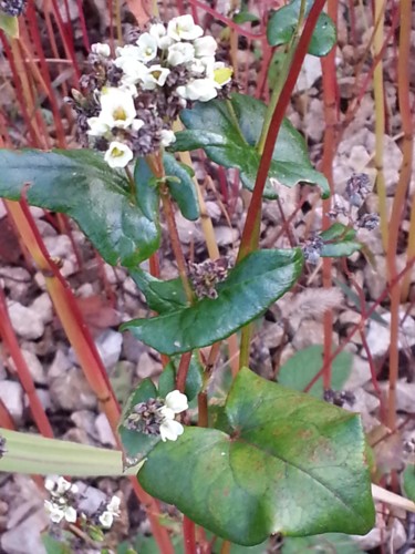 Bouquet blanc automnal