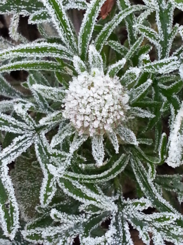 Givre et Nature 1collection,  Evry en hiver 15