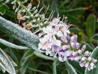 Givre et Nature 2, collection Evry en hiver 14