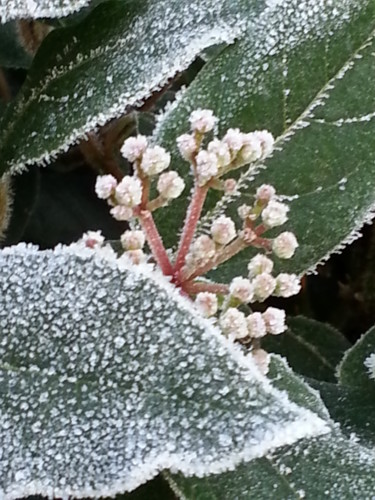 Givre et Nature 3, collection Evry en hiver 16