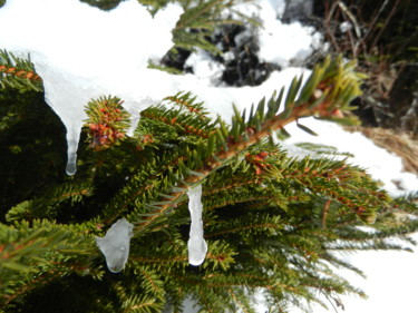 Le sapin pleure, Collection Haute Savoie 1