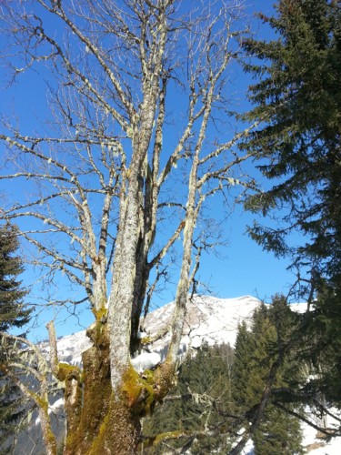 Bel arbre hivernal , Collection Haute Savoie 15