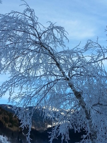 L 'arbre sur le lac, Collection Haute Savoie 21