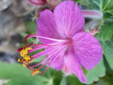 Fleur de Geranium vivace