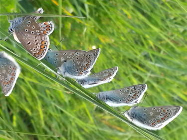 Papillons Argus en colonie - 1