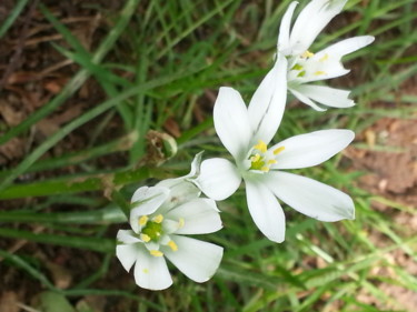 Blanches etoiles