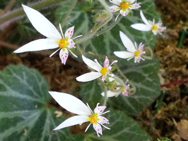 Cyclamen