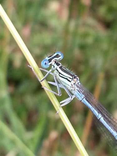 Demoiselle en bleu - 3